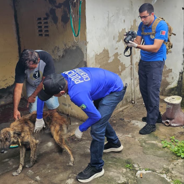 Operação Quatro Patas 2026 registra prisões e resgata 44 animais em Campina Grande