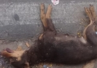 Polícia Civil apura suspeita de envenenamento em massa de cães no município de Teixeira