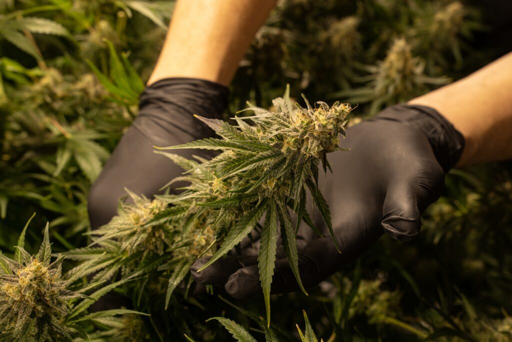 ​Justiça paraibana concede salvo-conduto para cultivo medicinal de cannabis