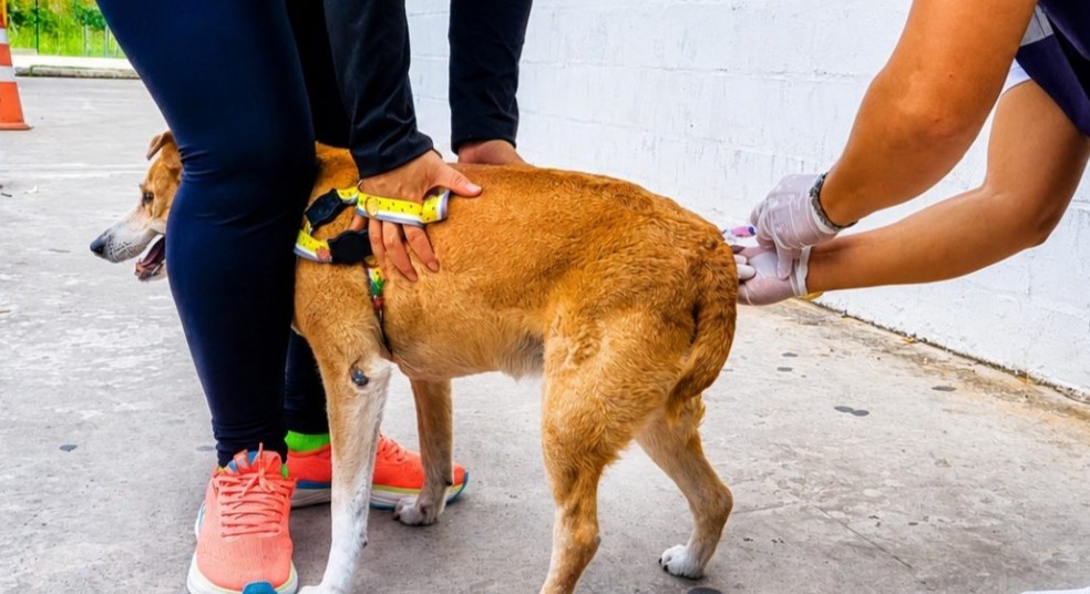 Campina Grande realiza novo ‘Dia D’ para vacinação de cães e gatos contra a raiva neste sábado